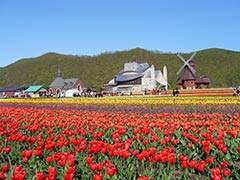 Flowers of East Hokkaido