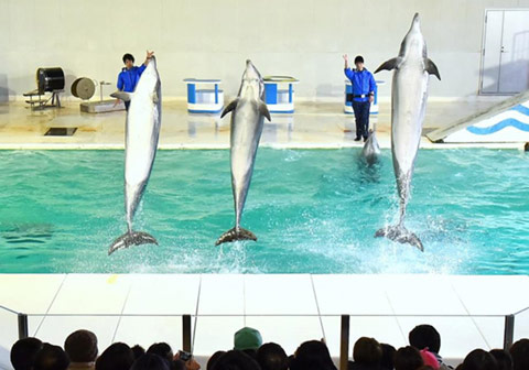 South American sea lion and dolphin show