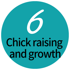 Chick raising and growth
