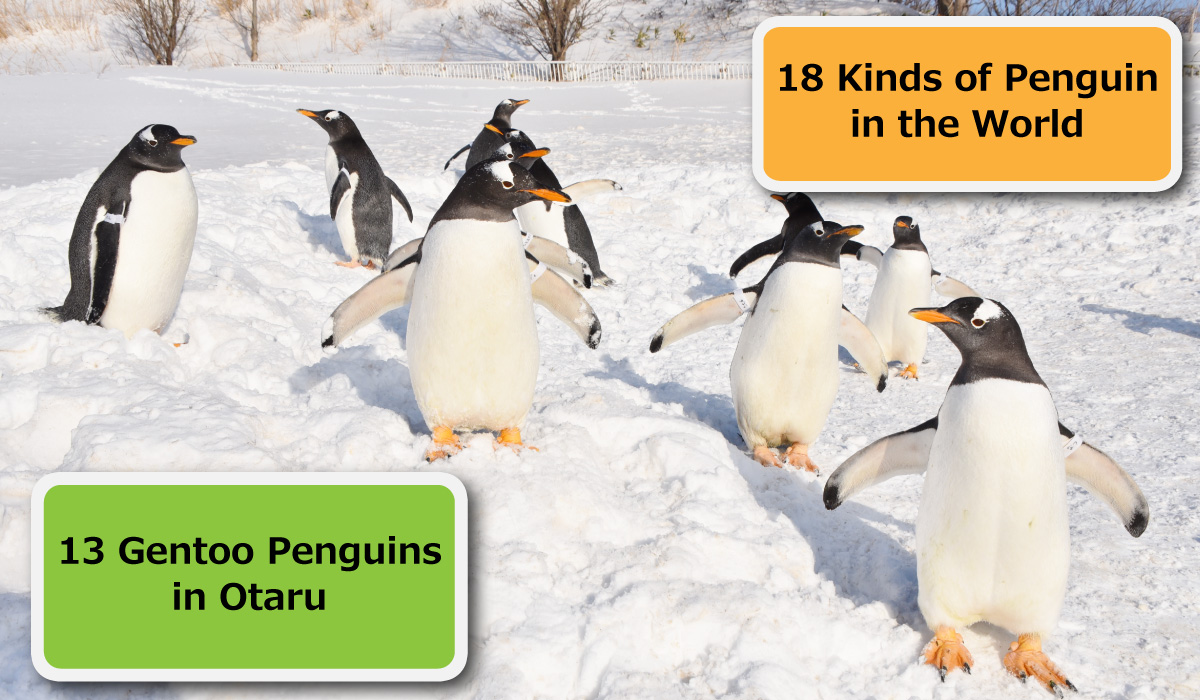 18 Kinds of Penguin in the World.13 Gentoo Penguins in Otaru.